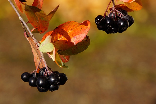 Aronia berries: o βασιλιάς των αντιοξειδωτικών!