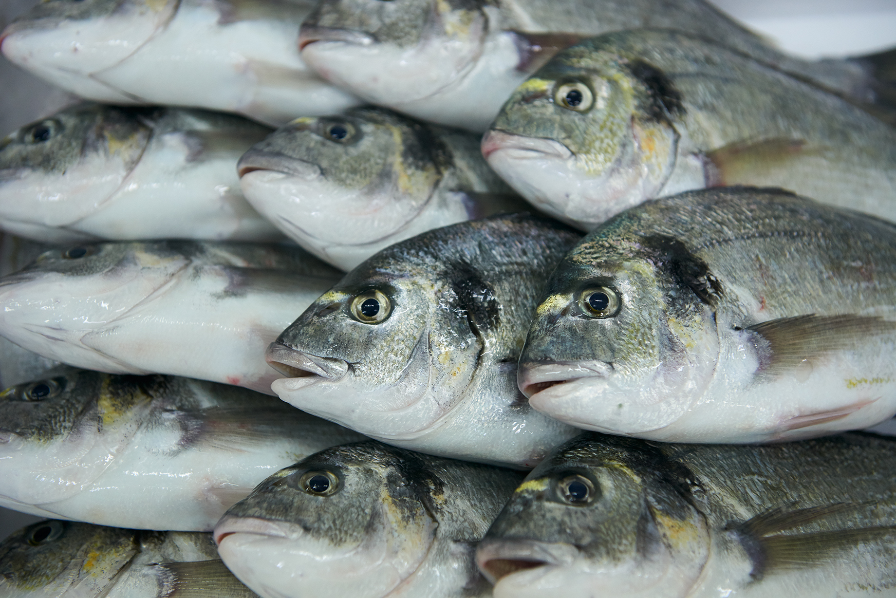 Πώς ζουν και με τι τρέφονται τα ψάρια ιχθυοκαλλιέργειας;